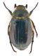 Comb0873_44zcr.jpg