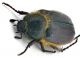 Comb0874_89zcr.jpg