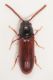 Xylophilus 1.JPG