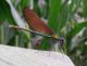 Calopteryx1.jpg