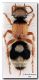 Physetopoda trioma_Pabillonis_15 VI 1989_ P Leo.jpg