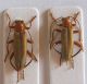 Rhagonycha coppia.jpg