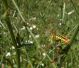 Dodona GR 30-06-13 073x.jpg