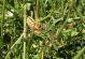 Dodona GR 30-06-13 074x.jpg