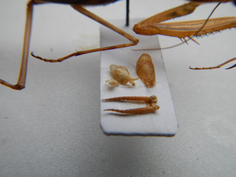 apteromantis 167.JPG
