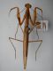 apteromantis 165.JPG