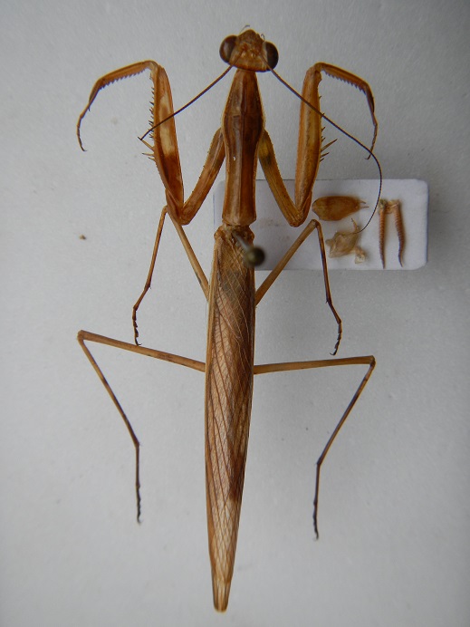 apteromantis 165.JPG