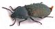 Comb0883_86crc.jpg