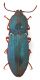 Comb0884_29crc.jpg