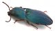 Comb0885_92crc.jpg