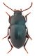 Comb0888_39crc.jpg