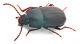 Comb0889_83crz.jpg