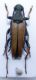 Stictoleptura 1.jpg