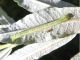 Cabera_exanthemata_larva.jpg