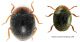 Coccinellidino[1].jpg
