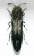 Agrilus 1a.jpg