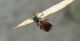Ripiphorus subdipterus.jpg