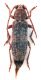 Comb0892_35crc.jpg