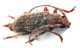 Comb0894_126crc.jpg