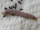 Hecatera_dysodea _larva_matura.jpg