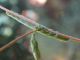 Hecatera_dysodea _larva_giovane (2).jpg