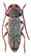Comb0895_37crc.jpg