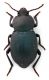 Comb0898_42crc.jpg
