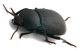 Comb0899_102crc.jpg