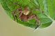 _DSC5204id nat.jpg