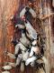 Alberoni 21.VIII.2013 005.jpg