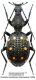 Psecadius eustalactus (Gerstaecker, 1866).JPG