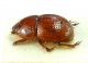 robustus liguricua 02.jpg