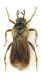 Ripiphorus subdipterus.jpg