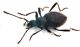Comb0912_150crhM.jpg