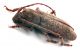 Comb0915_85crc.jpg