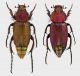 Eulasia daccordii.jpg
