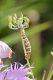 _DSC8250bruco1aara_cr.jpg