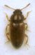 Cryptophilus integer (Heer, 1841) - Languriidae.JPG