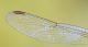 Trithemis_annulata_0852_53b.jpg