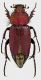 Eulasia daccordii female fullsize.jpg