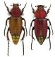 Eulasia daccordii.jpg