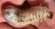 Osmoderma larva.jpg