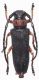 5 Musaria affinis nigrohirta (Muller,1948).jpg