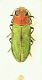 (Buprestide) Anthaxia nitidula (Linneo, 1758)1.JPG
