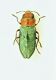 (Buprestide) Anthaxia nitidula (Linneo, 1758) 2.JPG