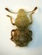 (Anthribide) Phaenotherion fasciculatum (Reitter 1891).JPG
