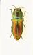 (Buprestide) Anthaxia cichorii (Olivier, 1790) .JPG
