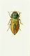 (Buprestide) Anthaxia thalassophila (Abeille, 1900).JPG