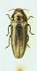 (Buprestide) Meliboeus graminis graminis (Panzer, 1789).JPG
