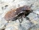 Pseudocleonus sp..jpg